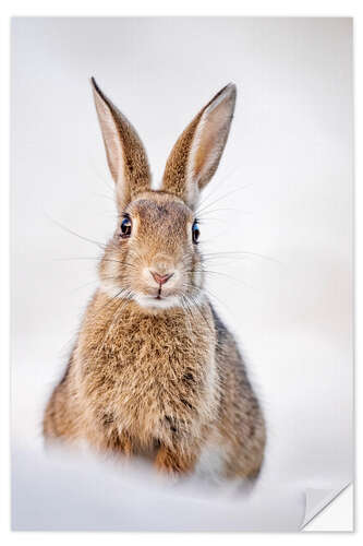 Selvklebende plakat Rabbits on Baltic dunes