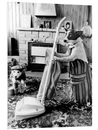 Tableau en PVC Jack Russell passe l'aspirateur