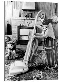 Magnettafel Jack Russell beim Staubsaugen