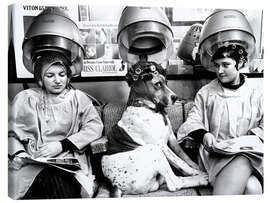Lerretsbilde  Dog with curlers at the hairdresser&#039;s - John Drysdale