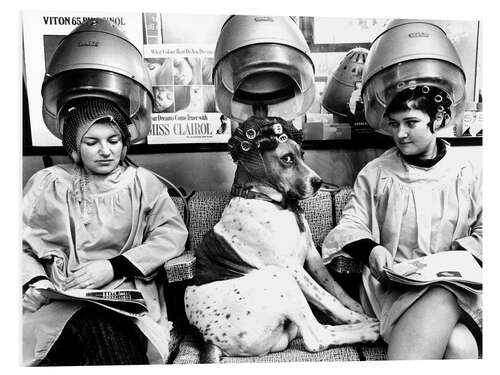 PVC-tavla Dog with curlers at the hairdresser's