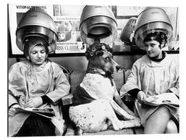 Magnettafel Hund mit Lockenwicklern beim Friseur