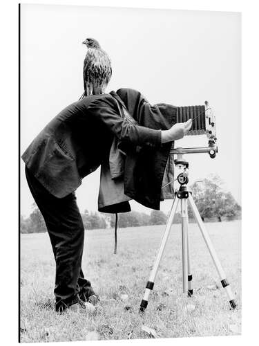 Aluminiumsbilde Photographer with buzzard