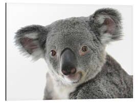 Aluminium print Cuddly Koala Bear