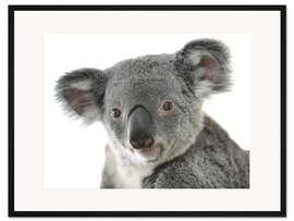 Gerahmter Kunstdruck Kuscheliger Koala Bär