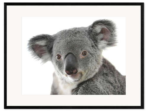 Gerahmter Kunstdruck Kuscheliger Koala Bär