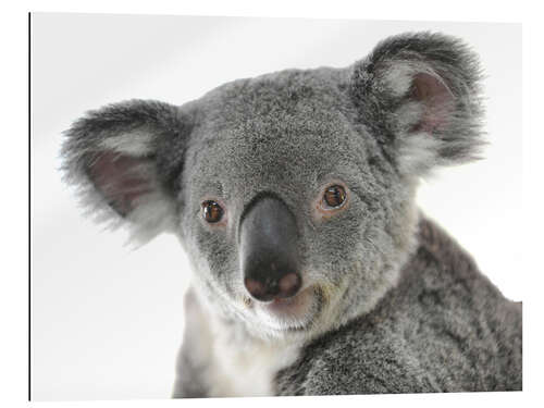 Gallery print Cuddly Koala Bear