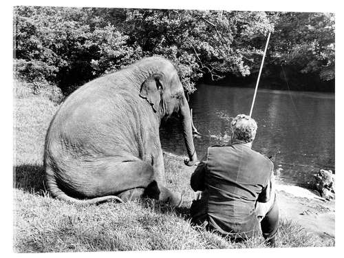 Quadro em acrílico Fishing with elephant in the afternoon