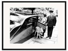 Gerahmter Kunstdruck Esel mit Chauffeur