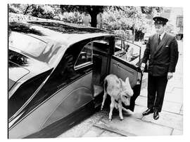 Magnettafel Esel mit Chauffeur