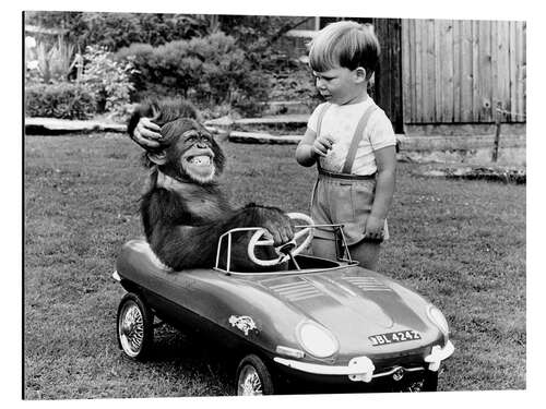 Aluminium print Chimpanzee in a sports car