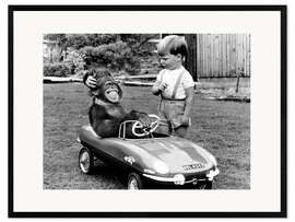Impression artistique encadrée Chimpanzee in a sports car