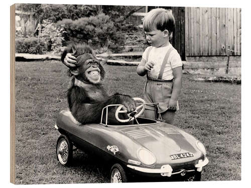 Quadro de madeira Chimpanzee in a sports car