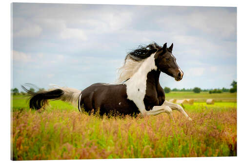 Acrylic print Mare gallops through a meadow