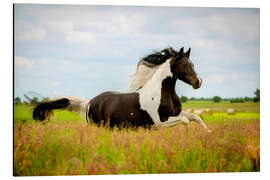 Aluminium print Mare gallops through a meadow