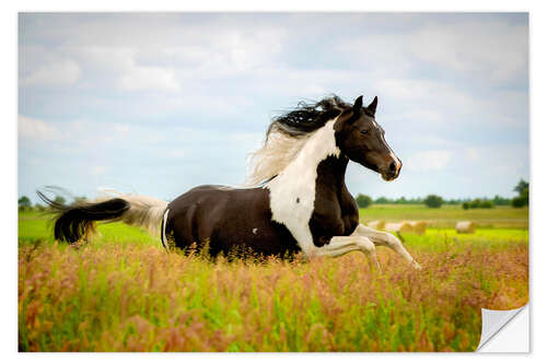 Wall sticker Mare gallops through a meadow