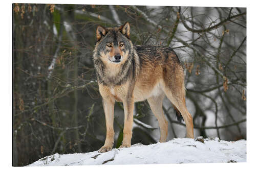 Alubild Wolf im Schnee