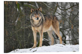 Tableau en aluminium Loup dans la neige