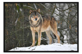 Gerahmter Kunstdruck Wolf im Schnee