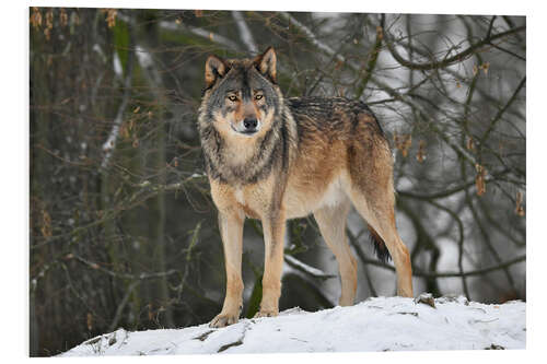 Tableau en PVC Loup dans la neige