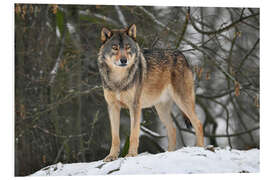 Foam board print Wolf in the snow