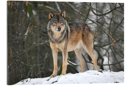 Gallery print Wolf in the snow