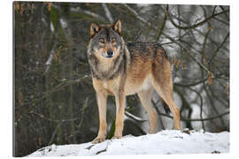 Tableau en plexi-alu Loup dans la neige