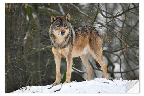 Wandsticker Wolf im Schnee