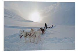 Stampa su alluminio Sleddog con Alaskan Huskies