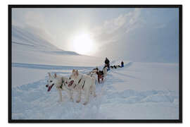 Gerahmter Kunstdruck Hundeschlitten mit Alaskan Huskies