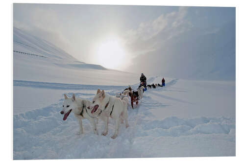 Foam board print Dog sledding with Alaskan Huskies