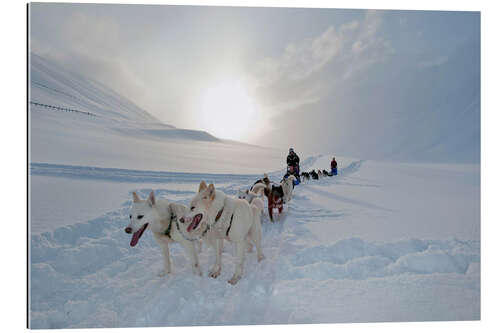 Gallery print Dog sledding with Alaskan Huskies