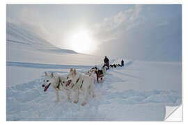 Naklejka na ścianę Dog sledding with Alaskan Huskies