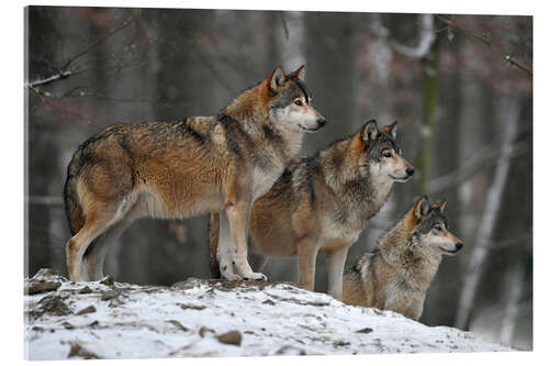 Acrylic print Timber wolves in the snow