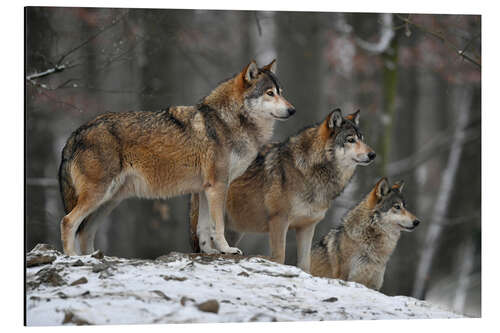 Tableau en aluminium Loups des bois dans la neige