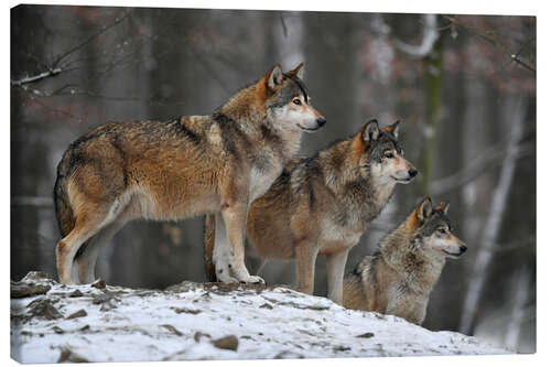 Canvastavla Timber wolves in the snow