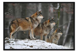 Gerahmter Kunstdruck Timberwölfe im Schnee
