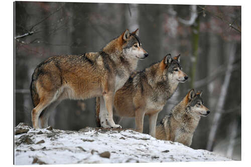 Tableau en plexi-alu Loups des bois dans la neige