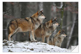 Naklejka na ścianę Timber wolves in the snow