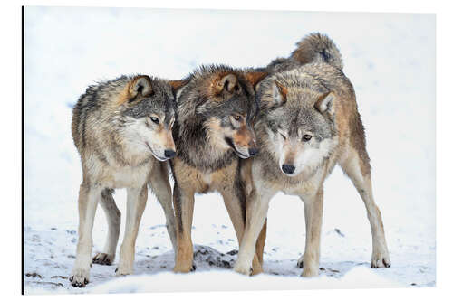 Aluminium print Young wolves play in winter