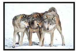 Gerahmter Kunstdruck Junge Wölfe spielen im Winter