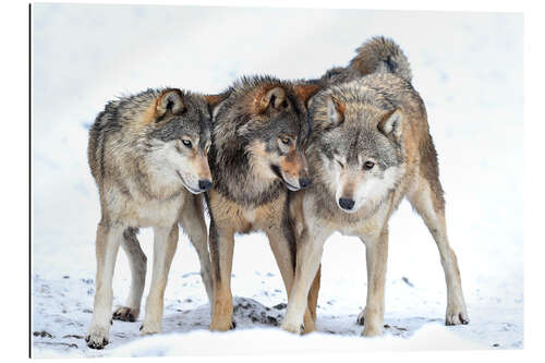 Gallery print Young wolves play in winter