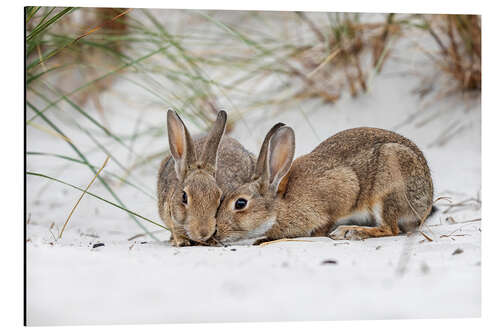 Aluminium print Rabbits in the Baltic Sea dunes