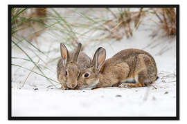 Gerahmter Kunstdruck Kaninchen in den Ostsee-Dünen