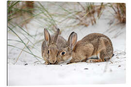 Gallery print Rabbits in the Baltic Sea dunes