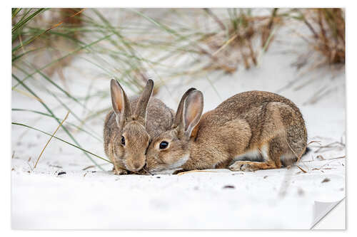 Naklejka na ścianę Rabbits in the Baltic Sea dunes