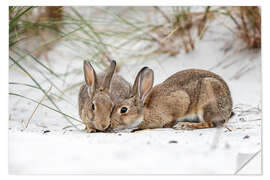 Naklejka na ścianę Rabbits in the Baltic Sea dunes