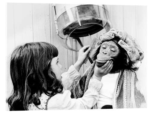 Acrylic print Chimpanzee with hair curlers at the hairdresser