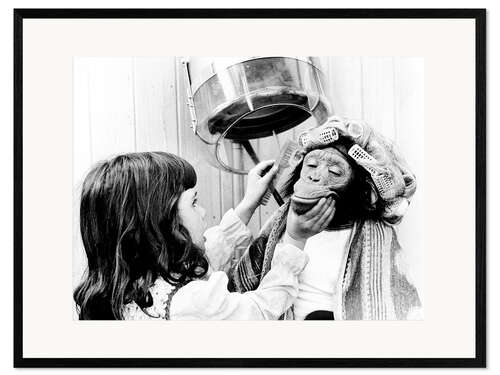 Framed art print Chimpanzee with hair curlers at the hairdresser