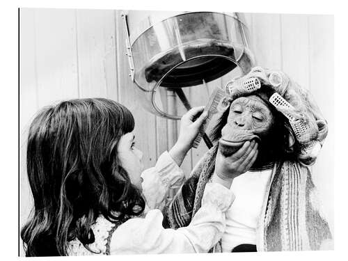 Gallery print Chimpanzee with hair curlers at the hairdresser